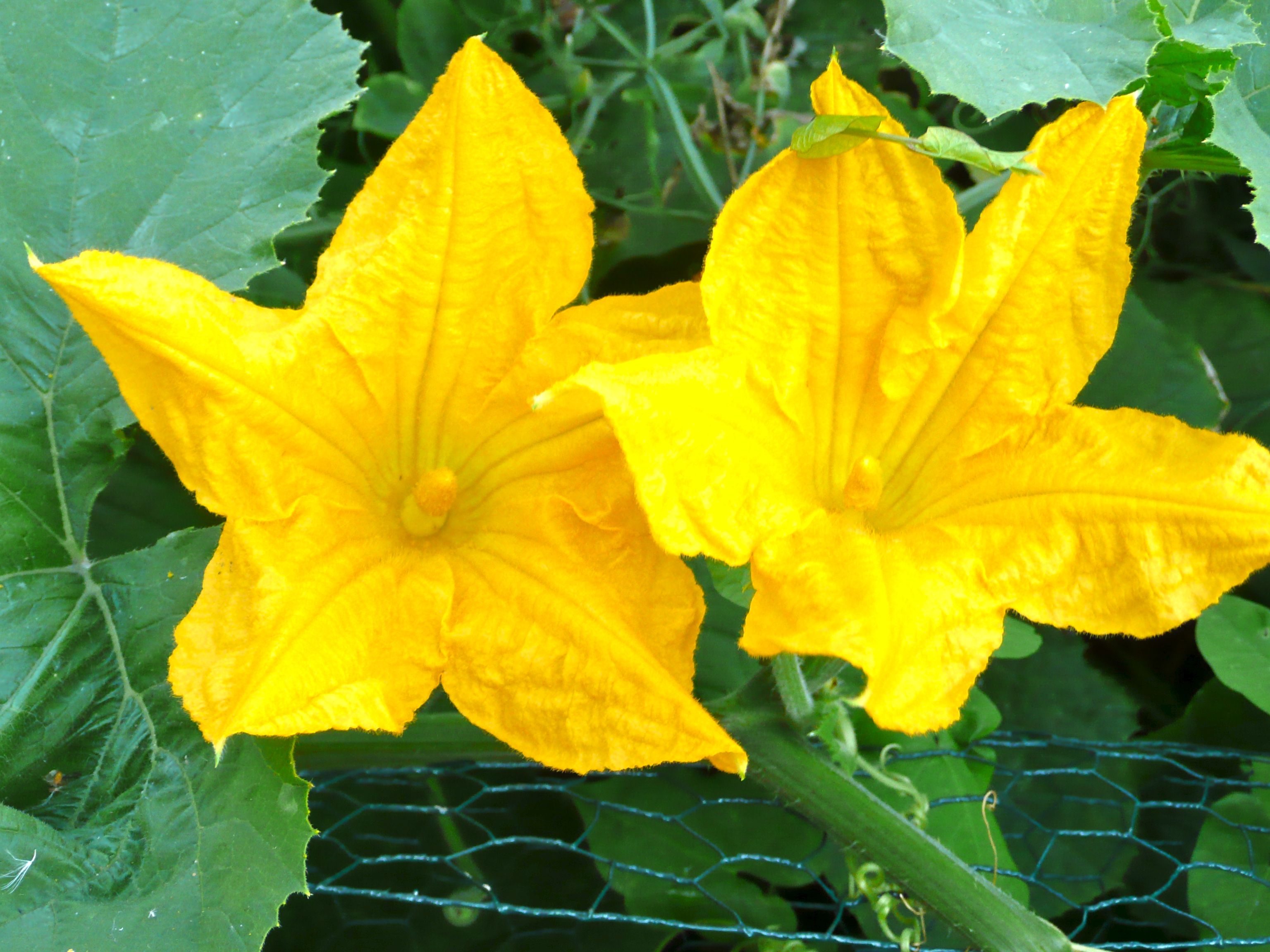 Pumpkins in our garden