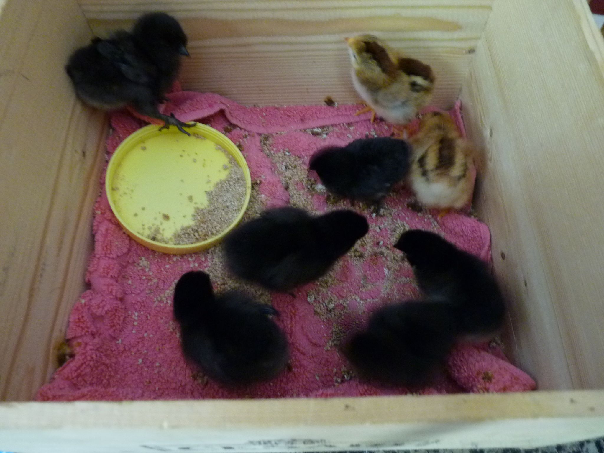 chicks in box