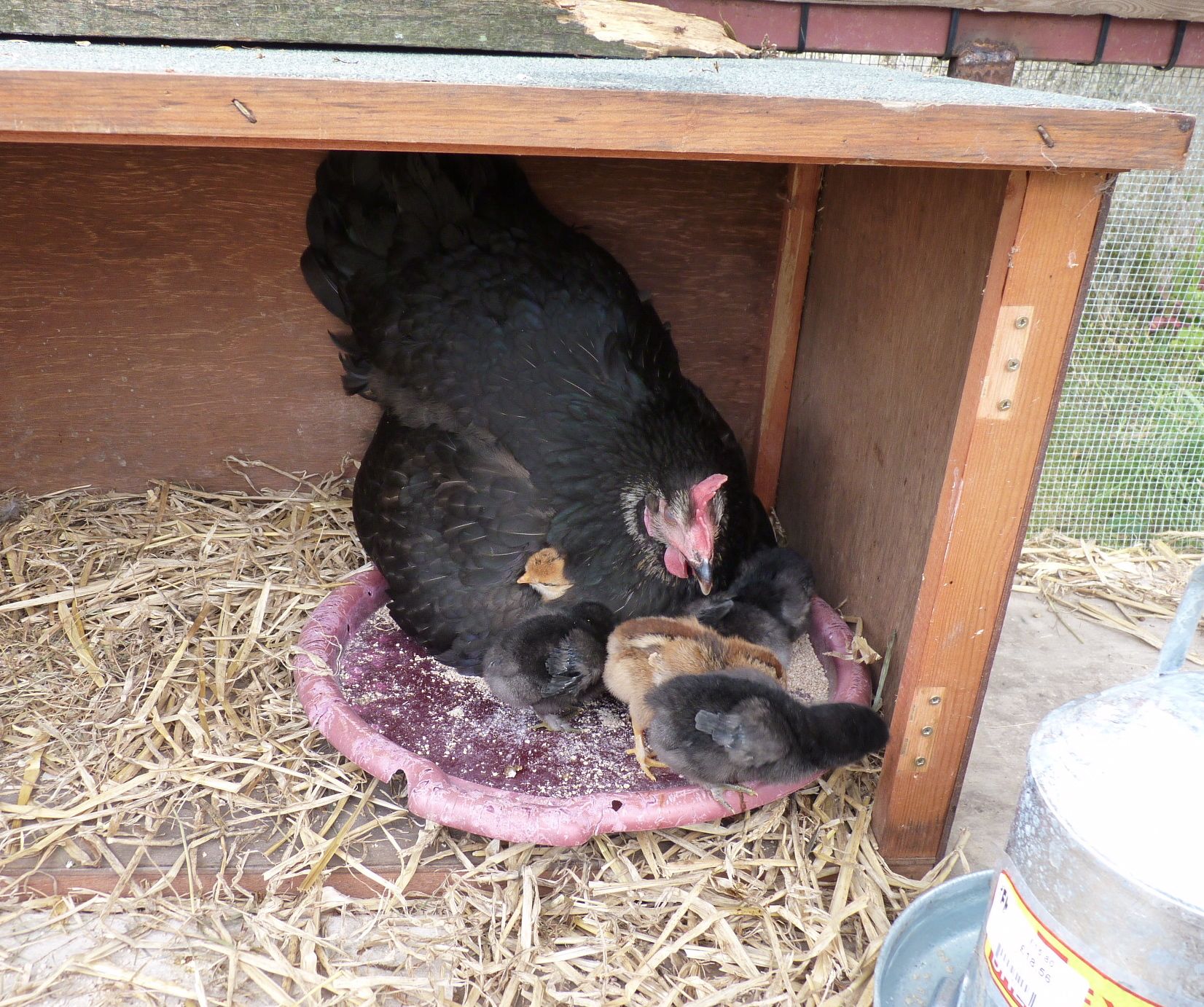 chicks under daisy