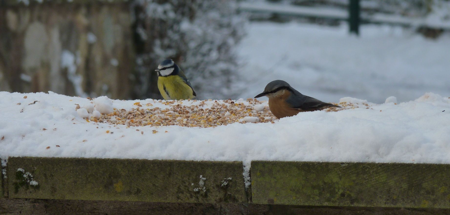 nuthatch