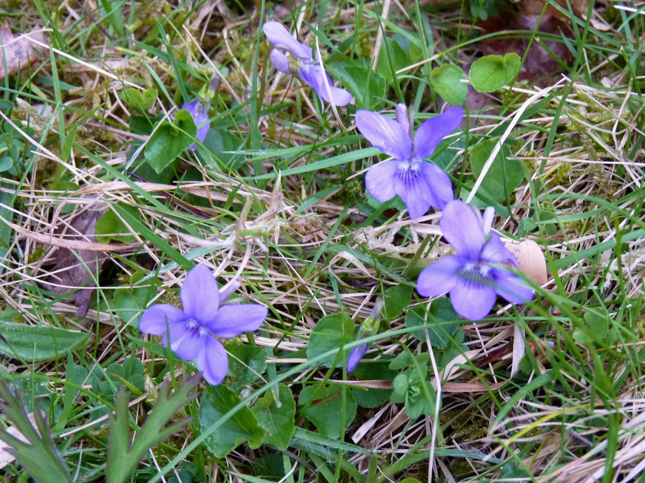 violets