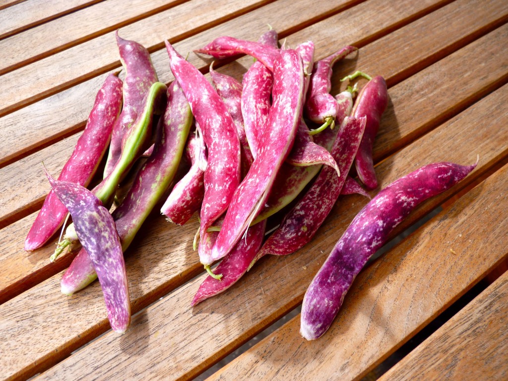 borlotti in shells