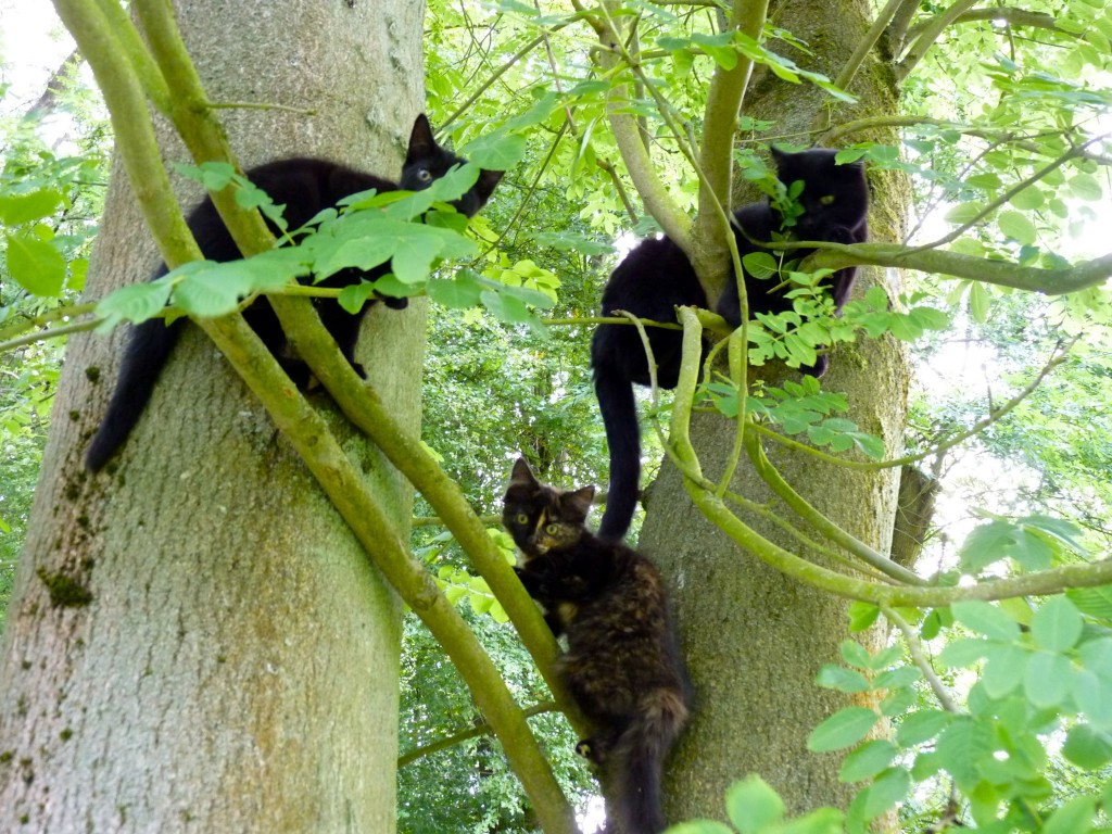 cats up tree